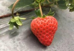 国产视频草莓,甜蜜滋味，映照时代光影