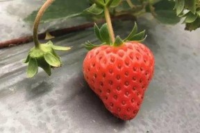 国产视频草莓,甜蜜滋味，映照时代光影